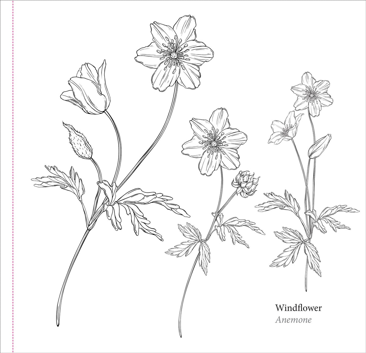 Spring Blooms Artist's Colouring Book (Peter Pauper Press)