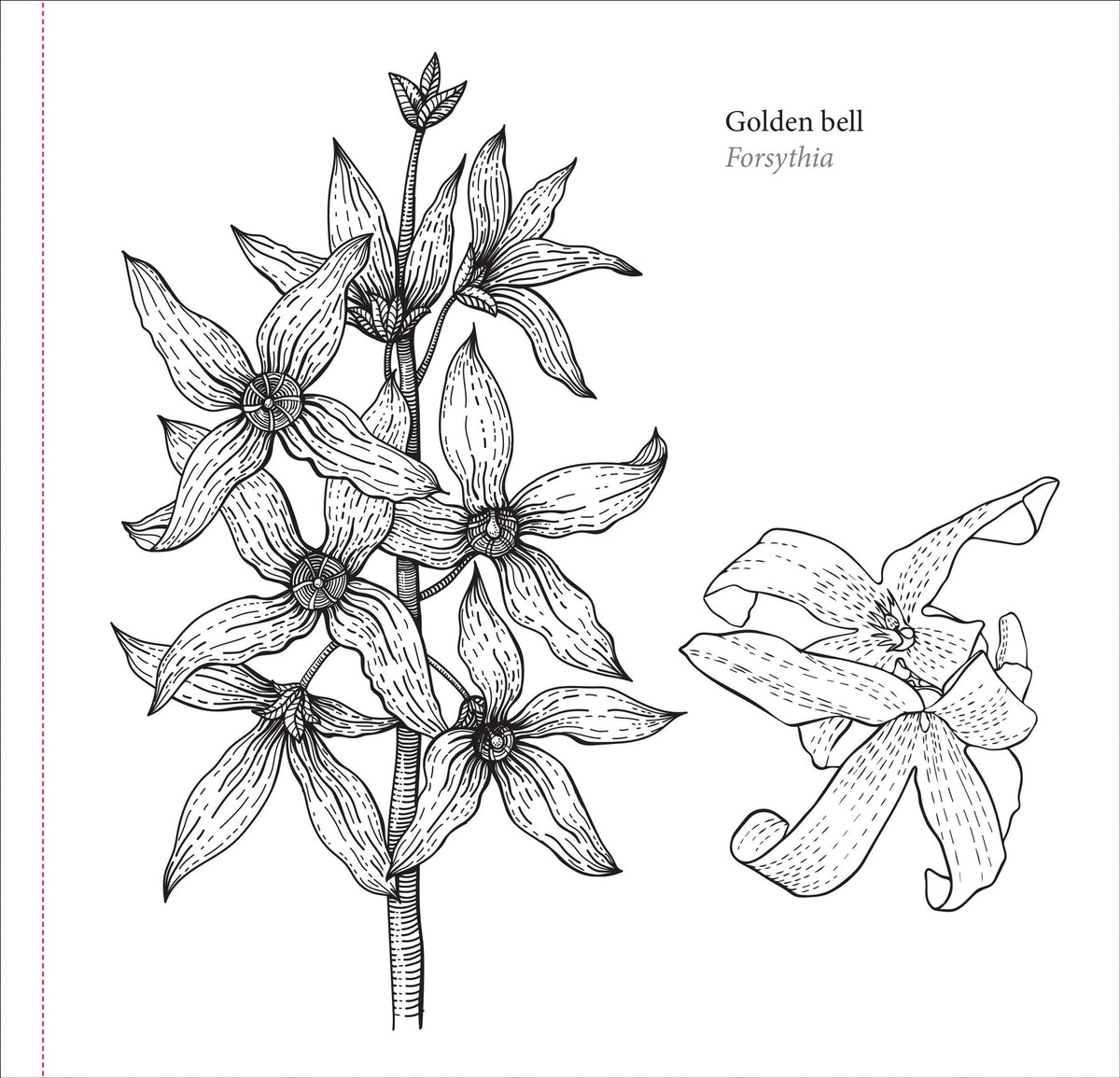 Spring Blooms Artist's Colouring Book (Peter Pauper Press)