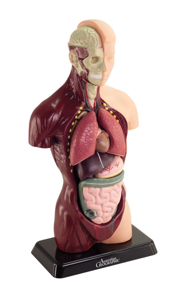 Human Anatomy Model (Australian Geographic)