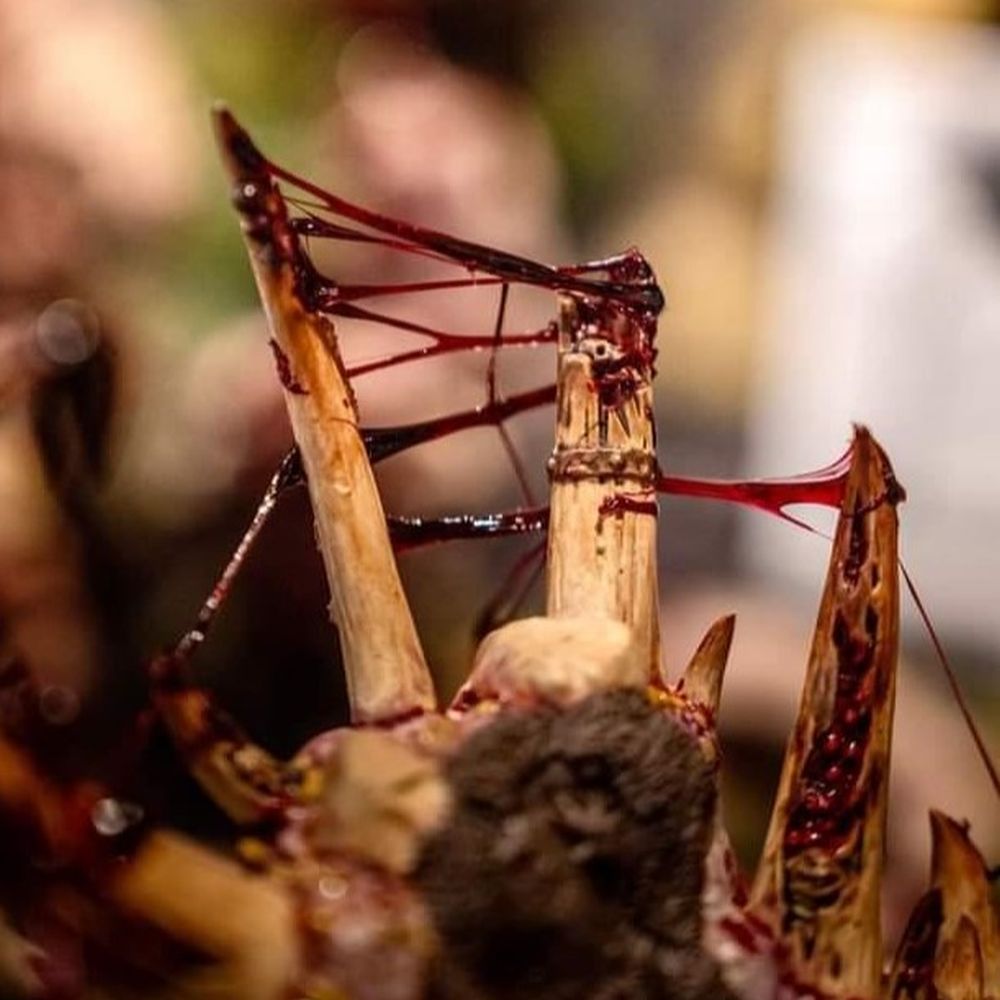 Gore 15ml [Dirty Down]