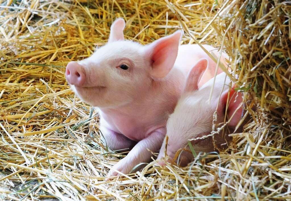 Farm Animals 2x12pc [Ravensburger Puzzle]
