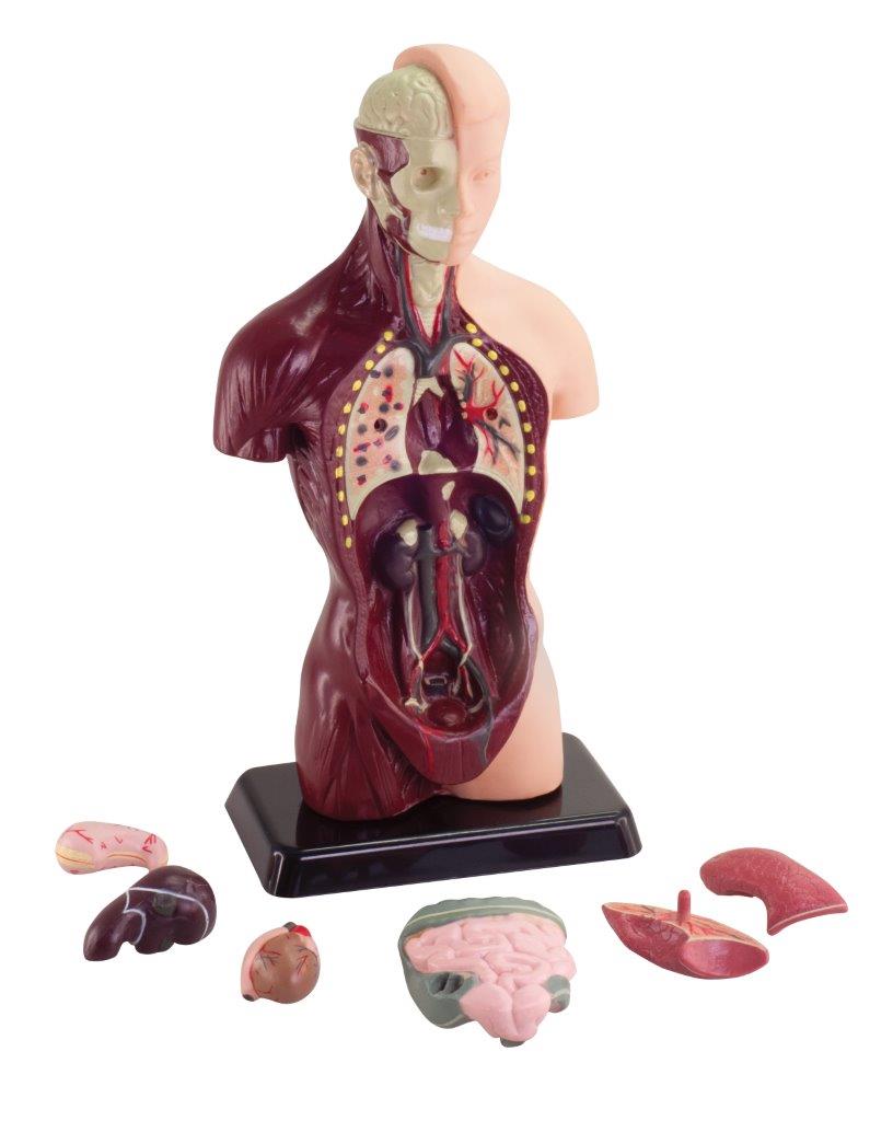 Human Anatomy Model (Australian Geographic)