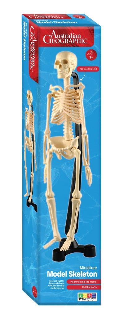Miniature Model Skeleton 46cm (Australian Geographic) - Goldfields Toys ...