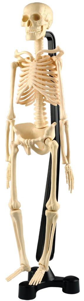 Miniature Model Skeleton 46cm (Australian Geographic)