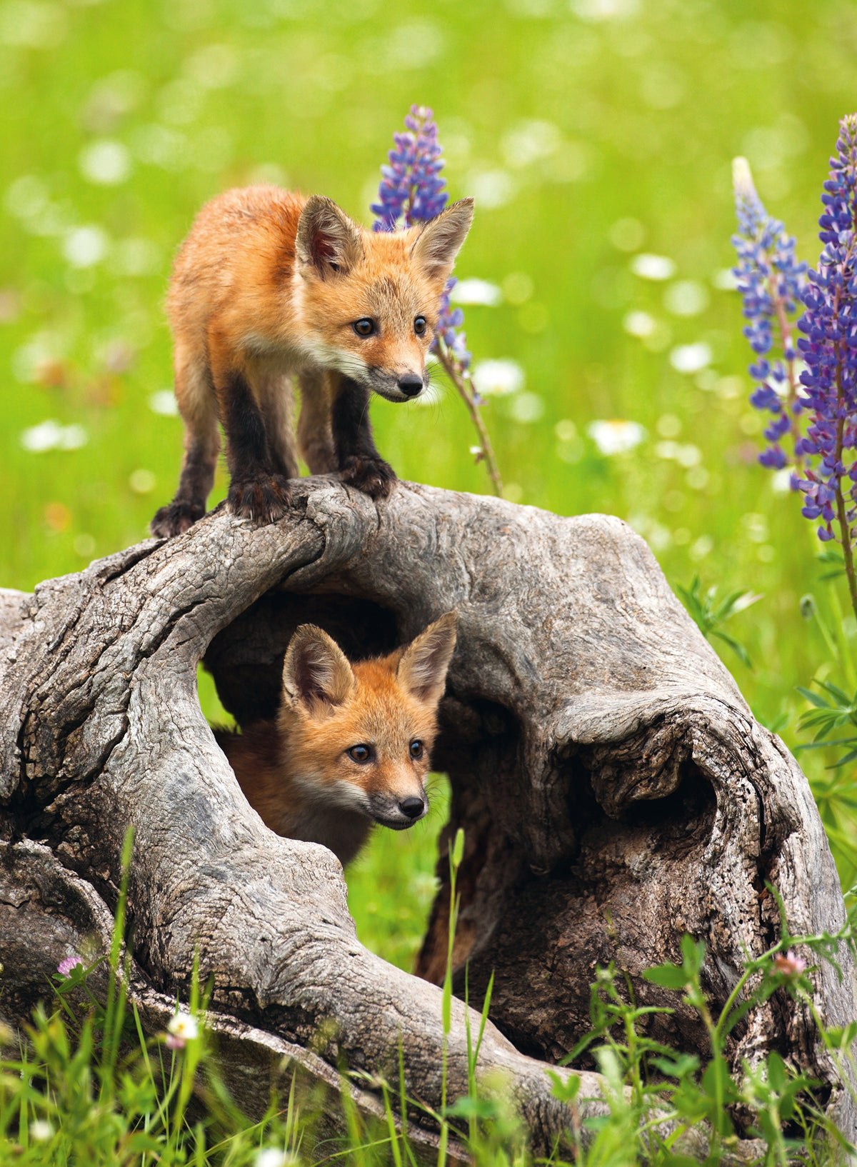 Curious Foxes 300pc [Ravensburger Puzzle]