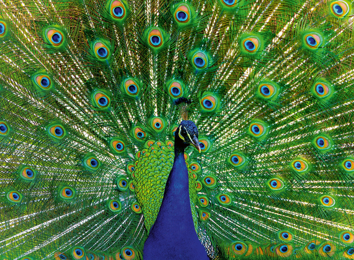 Colourful Animals: Peacock 500pc [Ravensburger Puzzle]