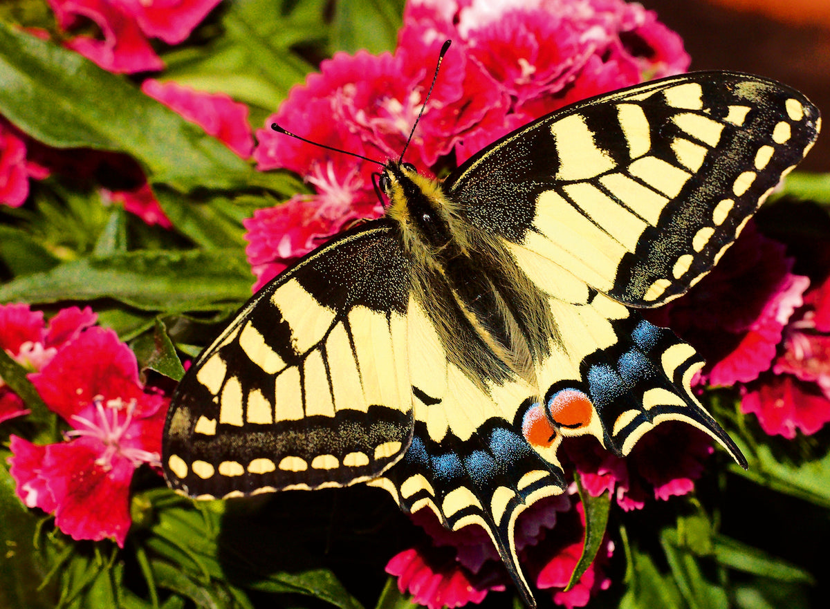 Colourful Animals: Butterfly 500pc [Ravensburger Puzzle]
