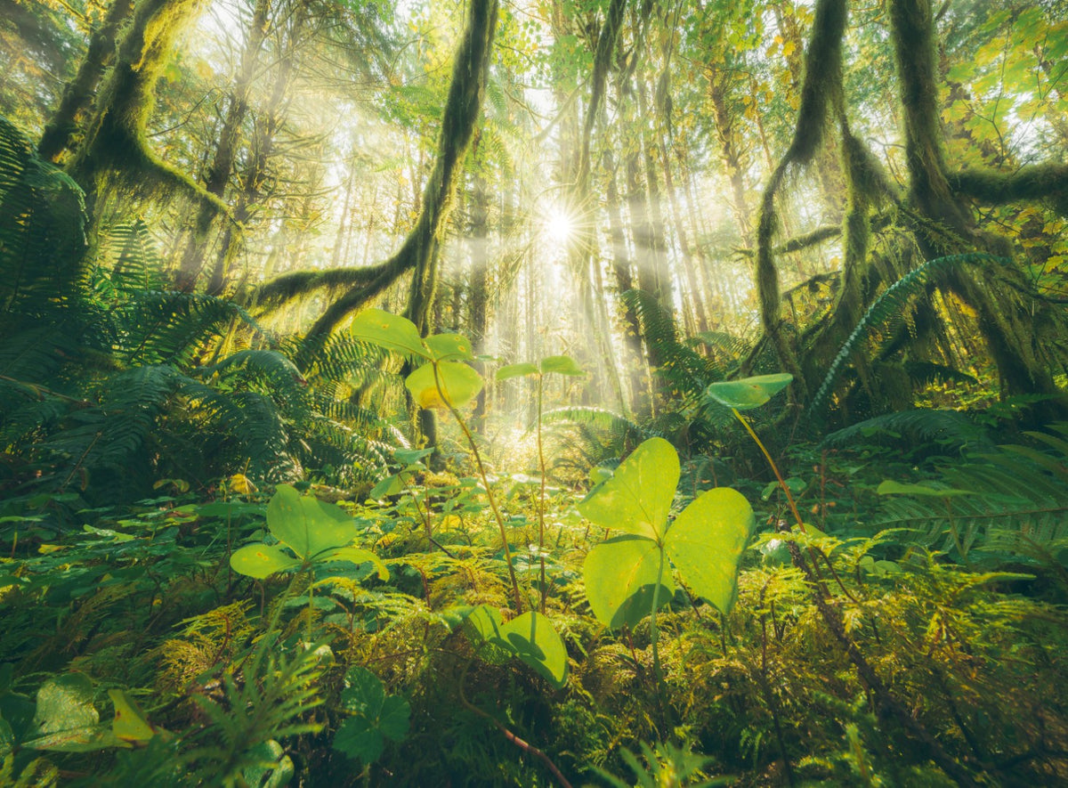 Four Seasons 4x500pc [Ravensburger Puzzle]