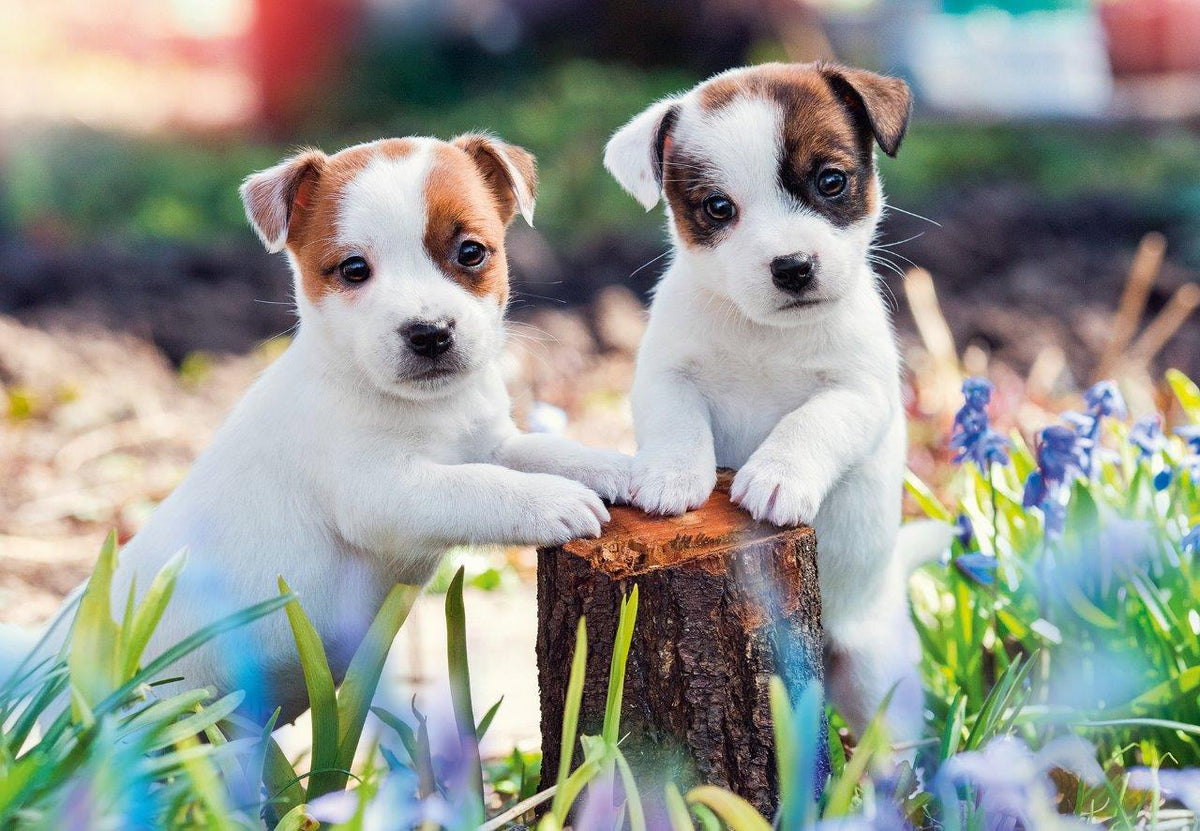 Cute Little Furballs 2x12pc [Ravensburger Puzzle]